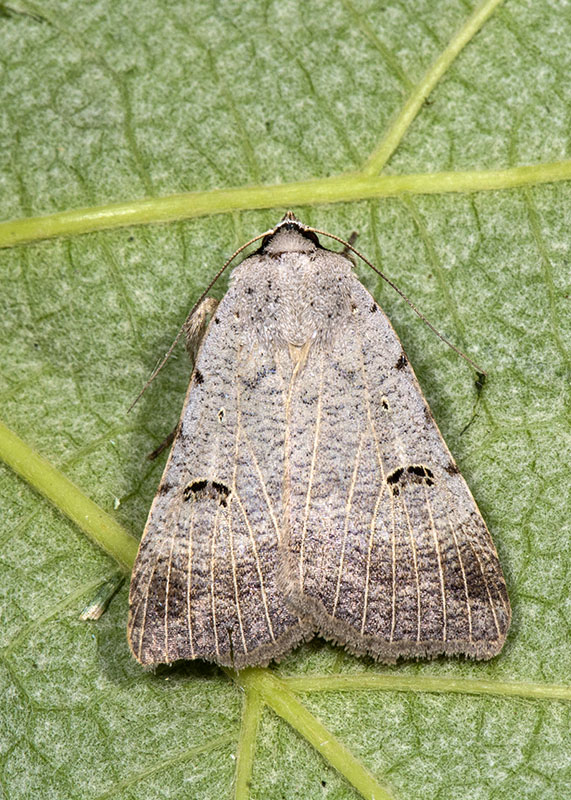 Erebidae, Lygephila craccae? S